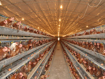 養(yǎng)殖大棚保溫被 養(yǎng)殖大棚保溫被